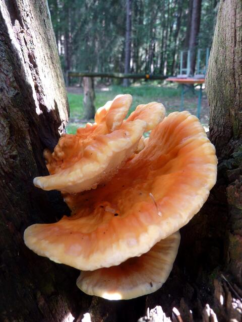 Der Pilz fühlt sich hier sehr wohl.