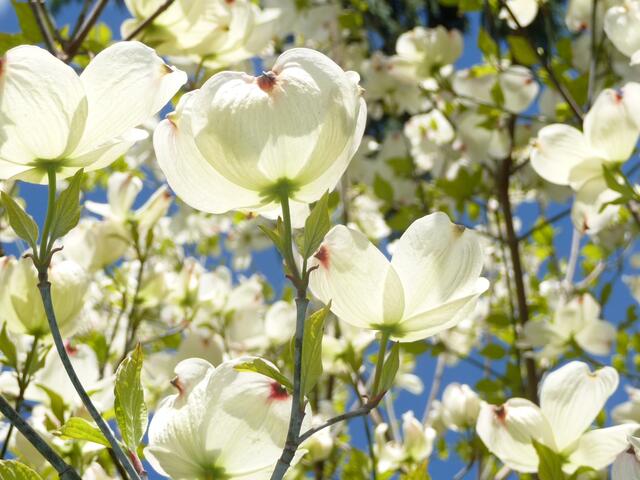 April Cornus Cousa