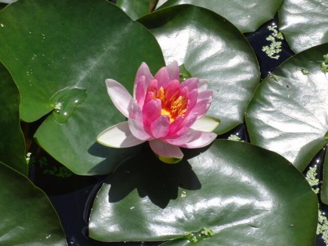 Seerose