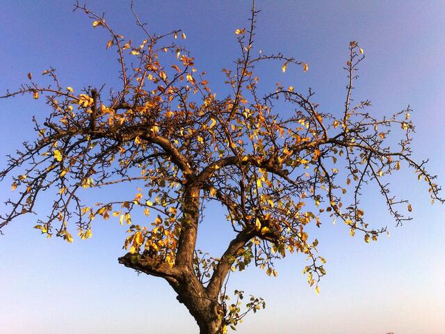 November: Bunter Apfelbaum
