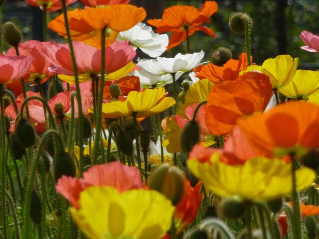 Juni    Mohn in  allen Farben