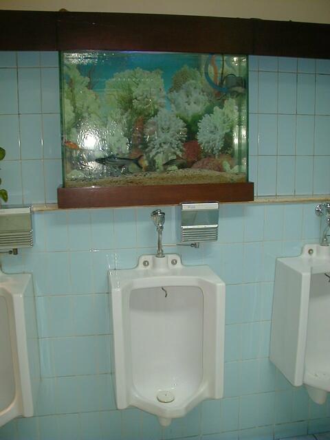 nur die fische sind zeuge