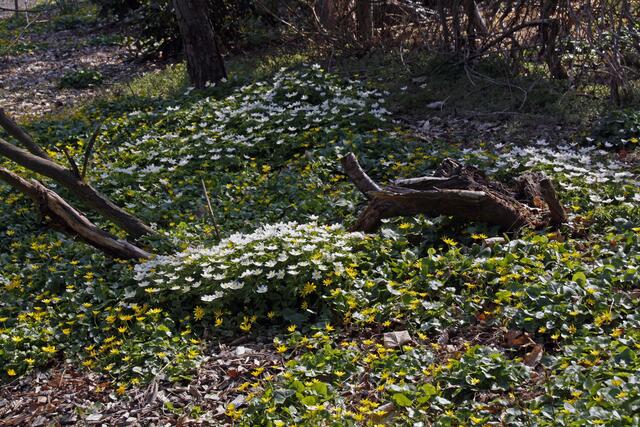 Frühling in Porschendorf