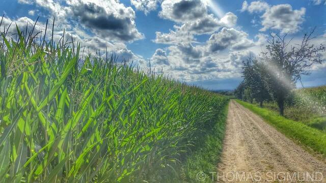 Spaziergang im Feld