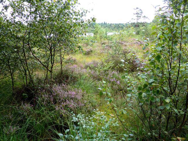 Die typische Landschaft des Grundlosen Moores