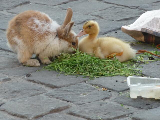April    Frohe Ostern