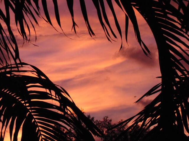 Sonnenuntergang hinter Palmen