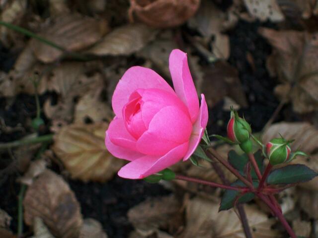 November: Diese Rose in den Herrenhäuser Gärten blüht immer noch