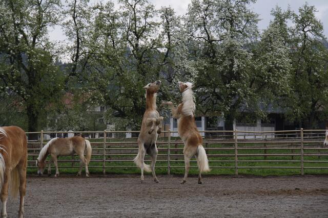 Frühling bei den Haflinger Pferden in Ebbs