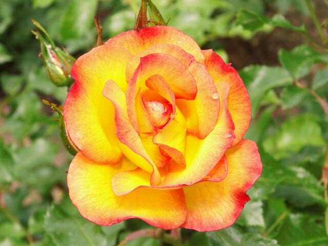 Rose