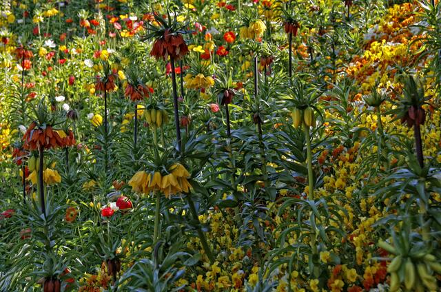 Kaiserkrone und Mohn.... ein Farbenspiel fürs Auge