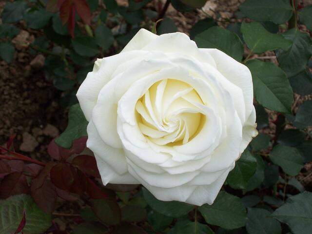 Juni: "Tineke", eine (fast) perfekte Rose im Europa-Rosarium Sangerhausen
