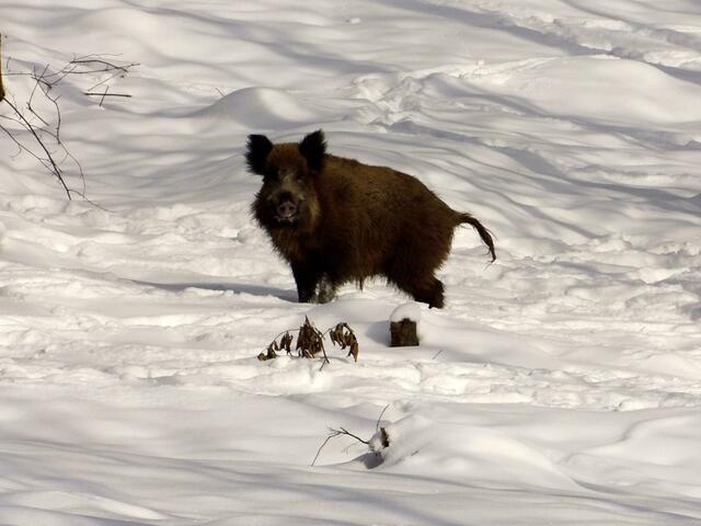 Schweinerei im Schnee