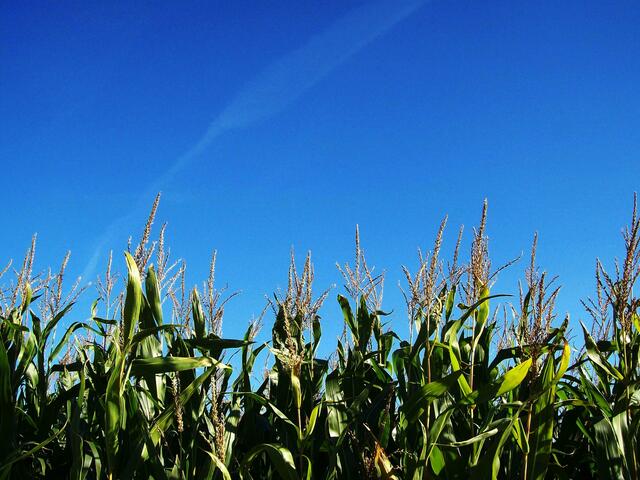 September: Maisfeld vor blauem Himmel