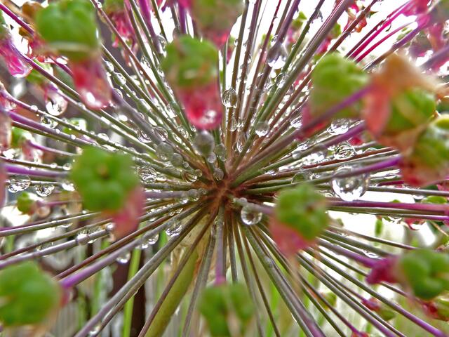 Mai  Allium mit Tropfen