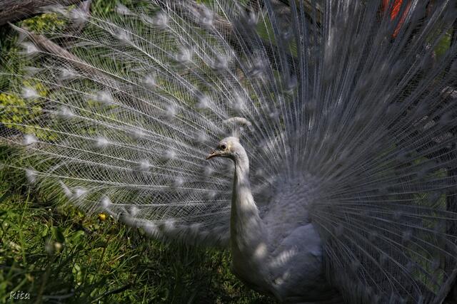 Majestätisch-ein weißer Pfau. Er ist sich bewußt, dass er beobachtet wird