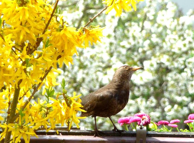 März     Jetzt ist er da, der Frühling!