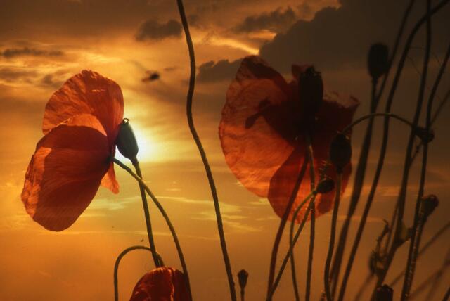 August    Mohn