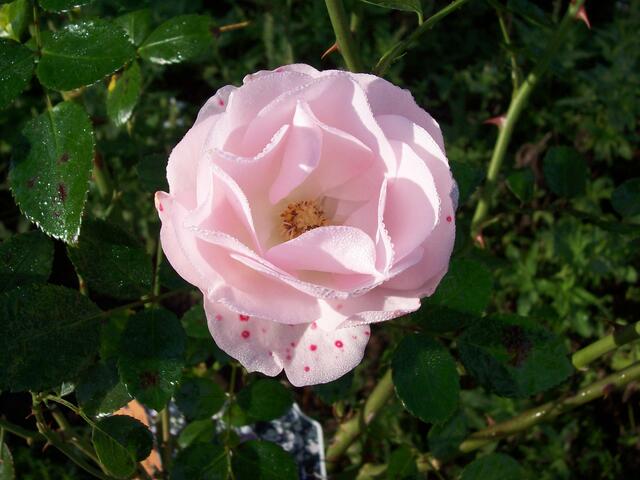 Oktober: Rose mit "Sommersprossen" im Magdalenengarten Hildesheim