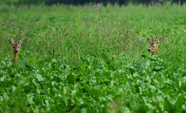 im August - Reh und Bock beobachten mich beide, aus einem Feld heraus