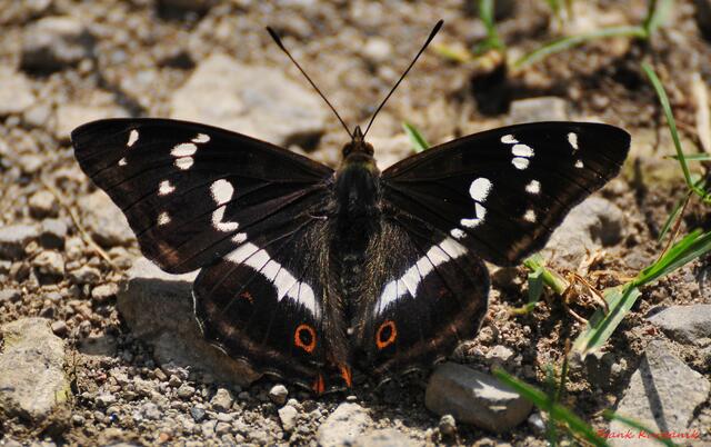 Schmetterling im Juni