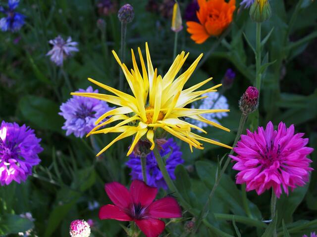 Juli: Bunte Blumenwiese