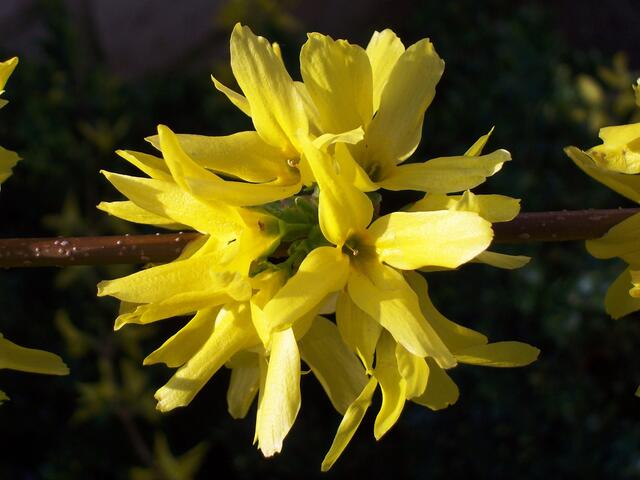 April: Forsythienblüte