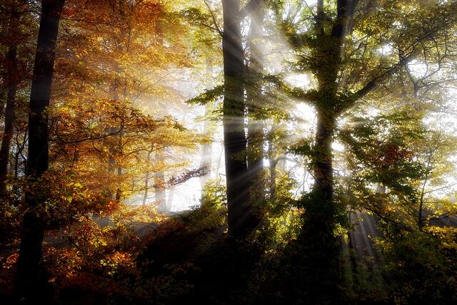 Leuchtender Herbst