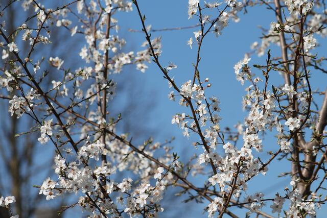 Frühling März 2014