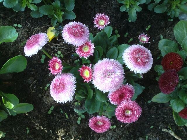 April: Bellis in rosa