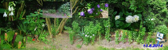 (32) !!! Sonntags + Monatsbilder / Blumenbeet !!! 10.8.2014 Temperatur: Plus 14°C 7:15h / 19°C Plus 8:33h / Wind:2-6 / etwas sonnig und bewölkt !