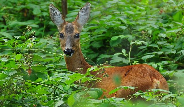 im Juli - konnte ich dieses Reh, im Wald fotografieren.