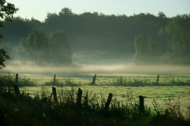 Nebel im November