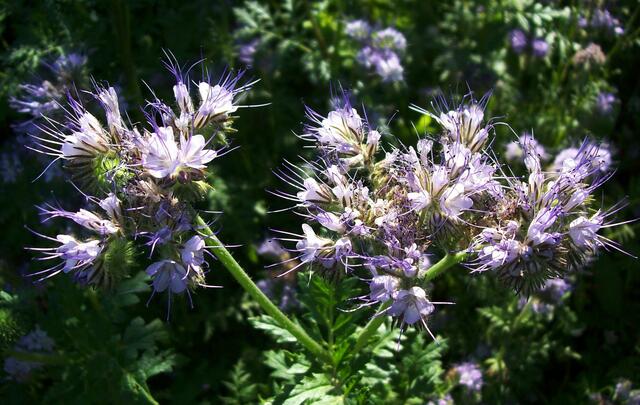 Juli: Phacelia, auch "Bienenfreund" genannt