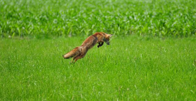 im Juni - konnte ich diesen Rotfuchs bei der Mäusejagd beobachten.
