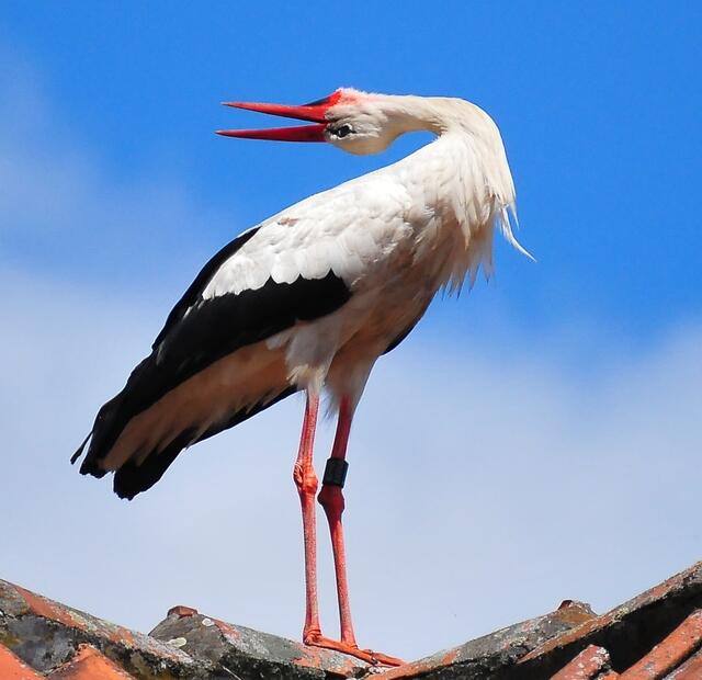 Storch beim Klappern - im Juli