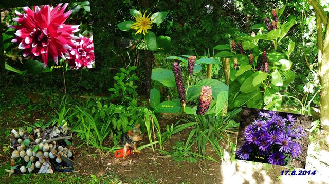 (33) !!! Sonntags + Monatsbilder / Blumenbeet !!! 17.8.2014 Temperatur: Plus 11°C 6:25h / 26°C Plus 8:23h / Wind: 1-3 / sonnig und kaum bewölkt !