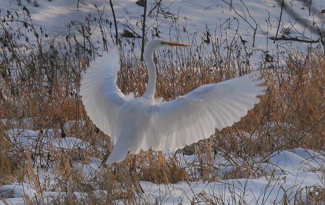 Silber Reiher im Winter
