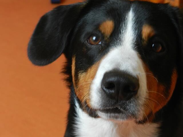 Entlebucher Sennenhund