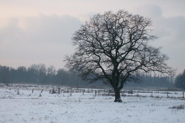 Schnee im Januar