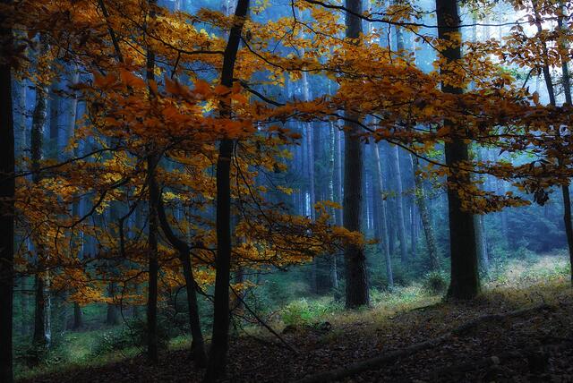 Nebelwald