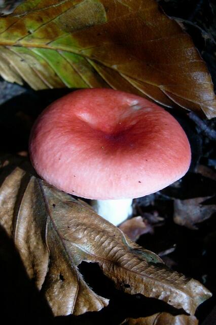 Pilze im Oktober