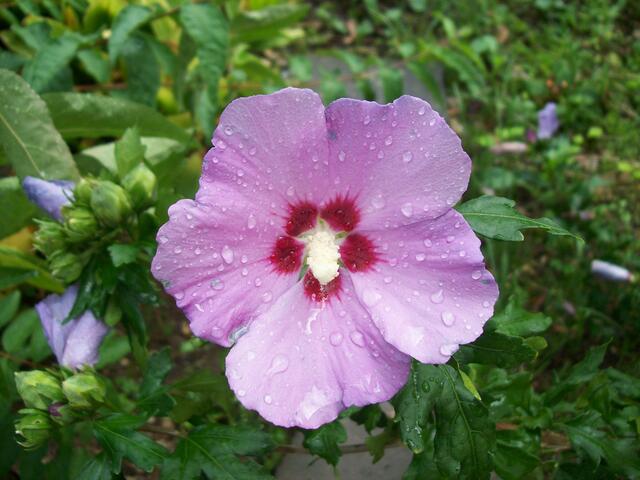 August: Geduschte Hibiscusblüte