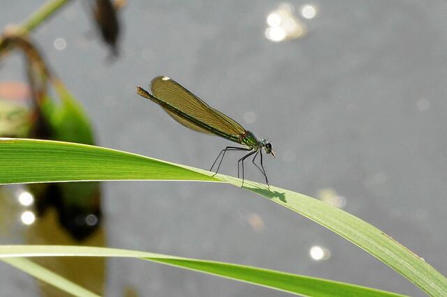 Gebänderte Prachtlibelle - w - in großer Entfernung über dem Wasser sitzend (30%-Bildausschnitt; 1/250s; F16; 450mmKB; ISO 400) "Du sitzt ja hier ganz alleine!" "Ja, wenigstens schmeckt es mir gerade. Die Männer hier haben ja alle keinen 'Appetit'!"