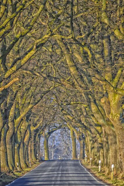 Allee auf Rügen im Winter