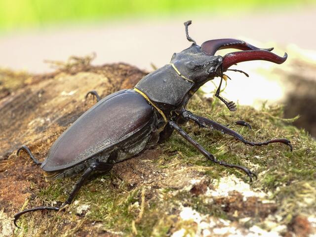 Hirschkäfer im Juligarten
