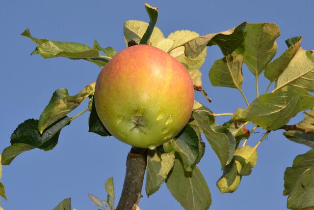 Heimische Früchte