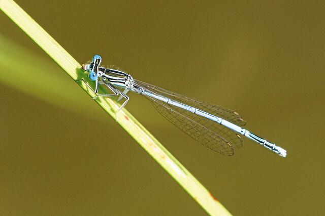 Blaue Federlibelle - m -*) (1/250s; F11; 600mmKB; ISO 500) "Boah, bei deinen blauen Augen ist frau ja wohl hin und weg!" "Ja, meinem Appetithappen, den ich gerade esse, erging es ja auch so!"