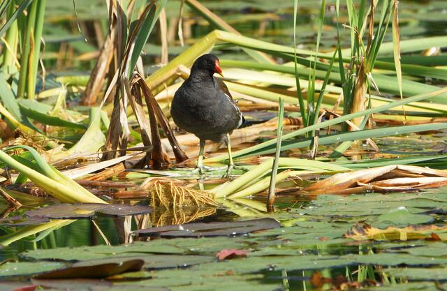 Teichhuhn (30%-Bildausschnitt; 1/250s; F8; 600mmKB; ISO 200) "Oh, bist du der Boss hier auf dem Teich!" "Na klar, wie du siehst, kann ich über dem Wasser laufen!"