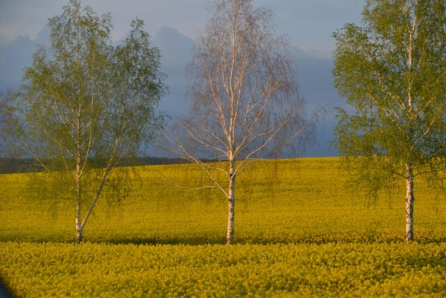 Gelbe Pracht im Frühling